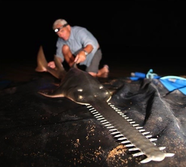 Photo:  A freshwater sawfish, which can grow to 20 feet and over 400 pounds
